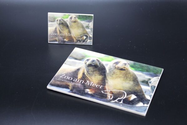 Holzmagnet „Zoo am Meer Bremerhaven - Seehunde" – Bild 3